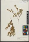 Foto von Salix repens subsp. repens L.